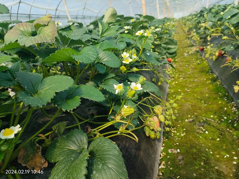 臺州農資 臺州農資